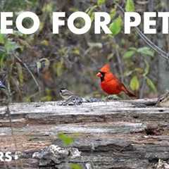 Cardinals, Blue Jays, Chipmunks and Forest Friends - 10 hour Cat TV for Pets to Watch - Nov 04, 2024