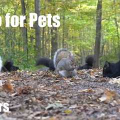 Beautiful Scurry of Squirrels in a Fall Forest - 10 hour Cat TV for Pets to Watch - Nov 05, 2024