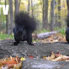 Relaxing Video for Pets and People - 10 hours of Forest Animals in Fall - Cat TV 😺 - Nov 07, 2024