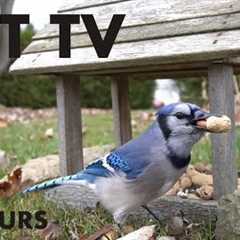 Saturday Morning Cartoons for Pets - 10 hours of Jays and Backyard Birds - Cat TV 😺 - Oct 09, 2024