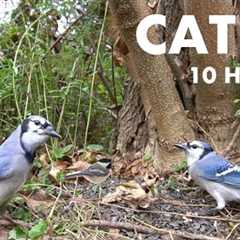 Red Squirrel and Blue Jay Buffet - 10 hour Cat TV for Pets and People to Watch - Nov 10, 2024