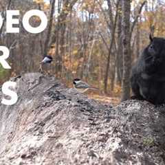 Blue Jays, Chickadees, Squirrels and Forest Animals in the Fall - 10 Hour Cat TV - Nov 12, 2024