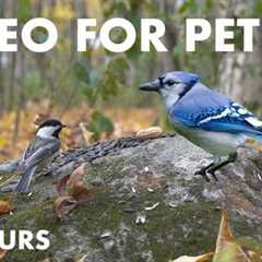 Woodpeckers, Jays, Squirrels and Forest Friends - 10 Hour Cat TV for Pets to Watch - Nov 14, 2024