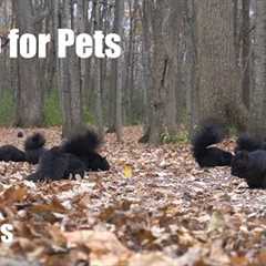 Beautiful Black Squirrels, Blue Jays and Forest Friends - 10 Hour Cat TV for Pets - Nov 18, 2024