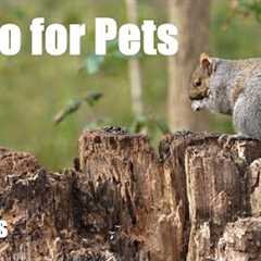 Chickadees, Jays, Squirrels and Animals in the Forest - 10 hour Cat TV for Pets 😺 - Nov 19, 2024