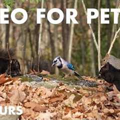 Squirrels, Jays, Chickadees and Forest Friends in Fall - 10 hour Cat TV for Pets 😺 - Nov 21, 2024