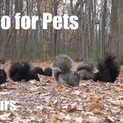 A Scurry of Squirrels in the Forest - 10 hour Cat TV for Pets and People to Watch - Nov 22, 2024