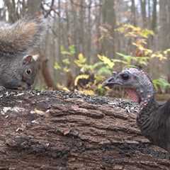 Turkey, Squirrels and Forest Friends in Harmony - 10 Hour Cat TV for Pets to Watch - Nov 25, 2024