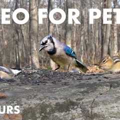 Birds, Squirrels and Chipmunks in a Canadian Forest - 10 Hour Cat TV for Pets 😺 - Nov 26, 2024