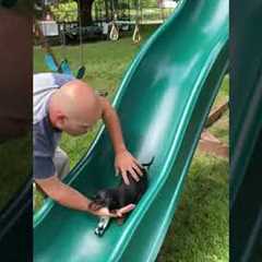 Sweet Pinscher Puppy Loves Going Down Playground Slide!