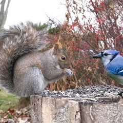 Blue Jays, Red Squirrels and Beautiful Backyard Animals - 10 hour Cat TV for Pets 😺 - Nov 27, 2024