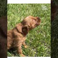 Puppy Howls For The First Time!