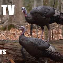 Wild Turkeys in the Forest - 10 Hour Relaxing Cat TV for Pets and People to Watch 😺 - Nov 29, 2024