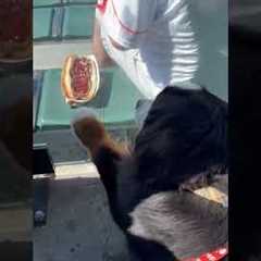 Bernese Mountain Dog Tries to Get Hotdog Through Glass Barrier