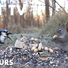 Saturday Morning Cartoons for Pets - 10 Hours of Beautiful Birds and Squirrels - Nov 30, 2024