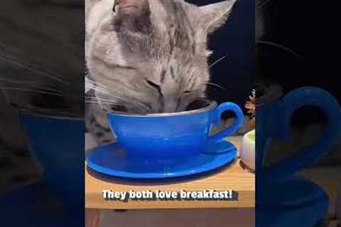 Cute Cat Shares Breakfast With Gecko