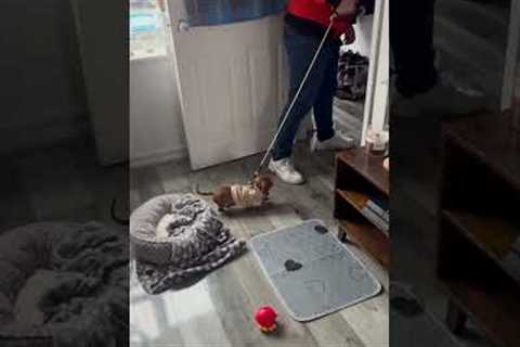 Sleepy Dachshund Doesn't Want To Go For Walk