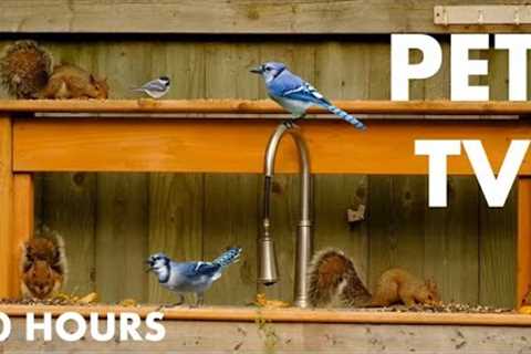 Backyard Birds and Squirrels Cooking Up Some Fun - 10 Hour Cat TV for Pets to Watch - Nov 03, 2024