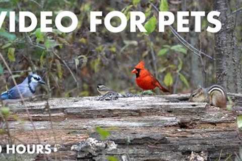 Cardinals, Blue Jays, Chipmunks and Forest Friends - 10 hour Cat TV for Pets to Watch - Nov 04, 2024