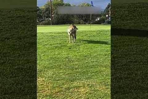 Coyote Steals Golf Ball on Course!