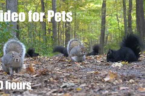 Beautiful Scurry of Squirrels in a Fall Forest - 10 hour Cat TV for Pets to Watch - Nov 05, 2024