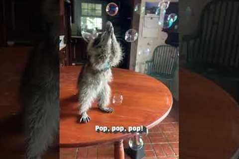 Cute Raccoon Absolutely Loves Popping Bubbles!