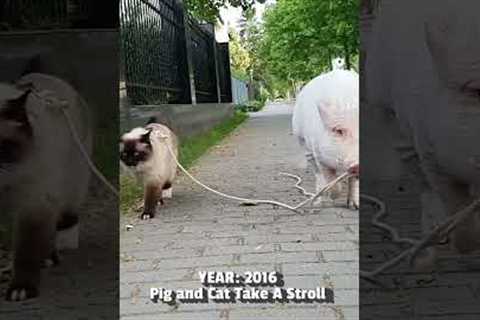 Cat and Pig Take A Walk | From The Vault