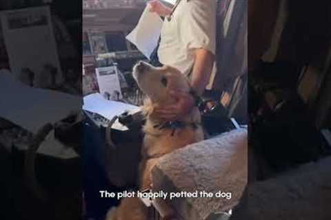 Puppy Hangs Out With Pilot On Board Plane