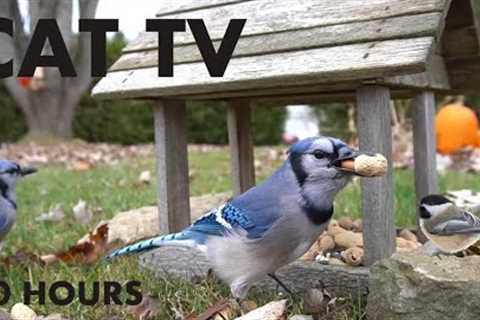 Saturday Morning Cartoons for Pets - 10 hours of Jays and Backyard Birds - Cat TV 😺 - Oct 09, 2024