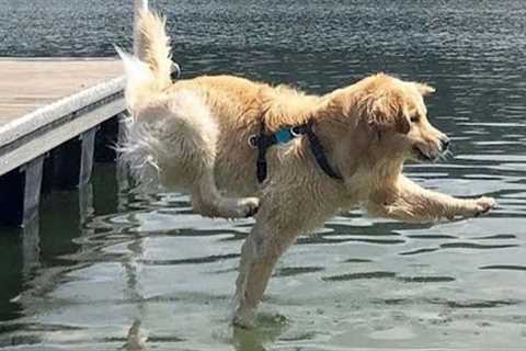 Golden Retrievers Dog are the FUNNIEST creatures on Earth 😂