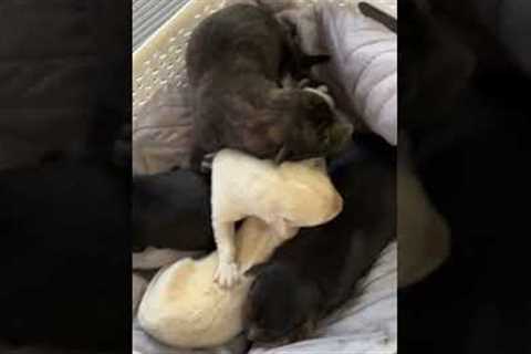 Hero Rescues Puppies Stuck Under Her Porch