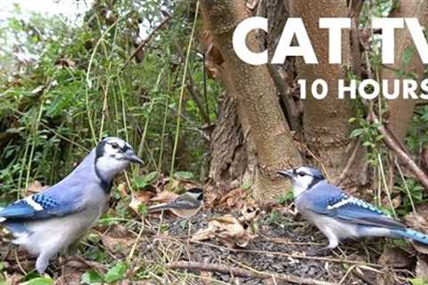 Red Squirrel and Blue Jay Buffet - 10 hour Cat TV for Pets and People to Watch - Nov 10, 2024