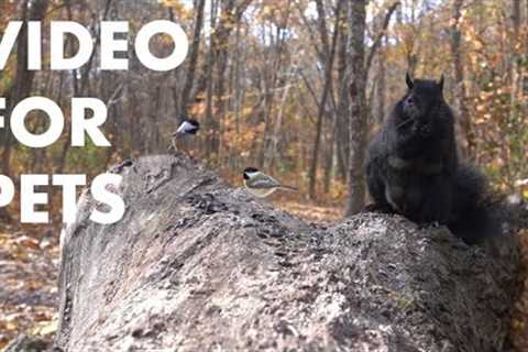 Blue Jays, Chickadees, Squirrels and Forest Animals in the Fall - 10 Hour Cat TV - Nov 12, 2024