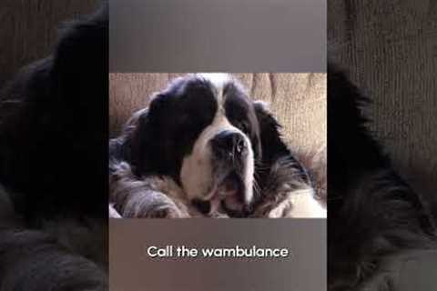 Whimpering Saint Bernard Wants Attention | From the VAULT