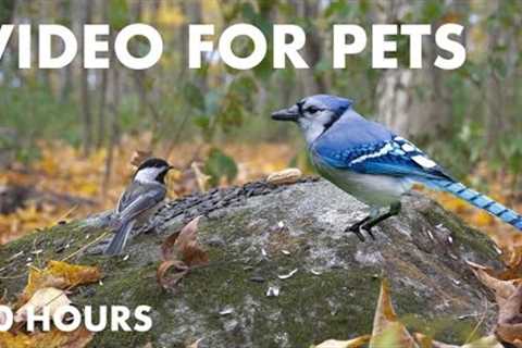 Woodpeckers, Jays, Squirrels and Forest Friends - 10 Hour Cat TV for Pets to Watch - Nov 14, 2024