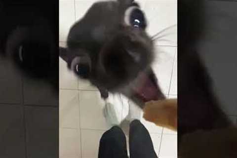 Funny Chihuahua Transforms into Piranha for Food!