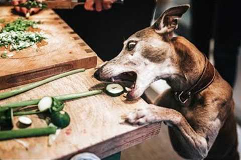 KITCHEN NIGHTMARES! 🤣 Funny Pets Stealing Food