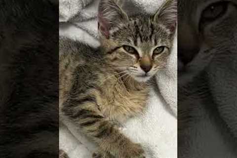 Amazing Couple Rescues Kitten From Car Bumper