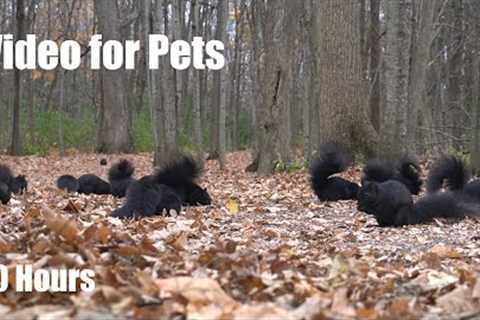 Beautiful Black Squirrels, Blue Jays and Forest Friends - 10 Hour Cat TV for Pets - Nov 18, 2024