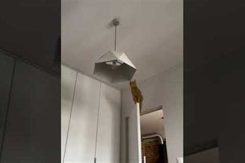 Cat Tries to Jump onto Ceiling Light from Top of Door