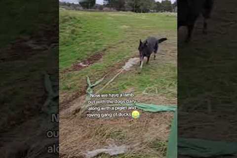 Adorable Lamb Loves Riding Around Farm