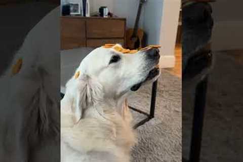 Dog Sits Perfectly Still With Treats on His Face