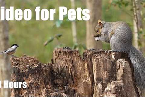 Chickadees, Jays, Squirrels and Animals in the Forest - 10 hour Cat TV for Pets 😺 - Nov 19, 2024