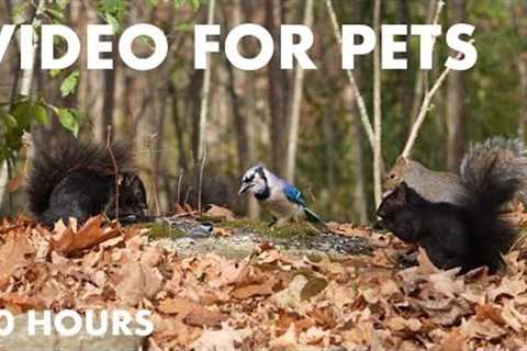 Squirrels, Jays, Chickadees and Forest Friends in Fall - 10 hour Cat TV for Pets 😺 - Nov 21, 2024