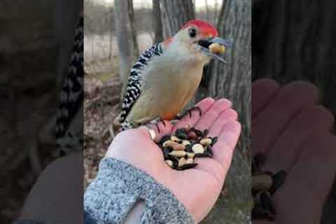 Adorable Woodpecker Eats Seeds From Hand!