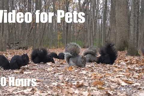 A Scurry of Squirrels in the Forest - 10 hour Cat TV for Pets and People to Watch - Nov 22, 2024