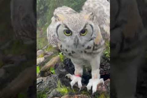 Happy Owl Hoots In Delight When He Sees Food!