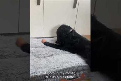 Silly Dog Doesn't Know What To Do With Egg