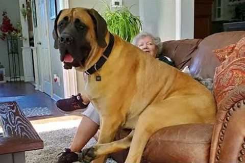 This English Mastiff Dog Is Funnier Than You Can Imagine