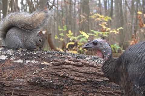 Turkey, Squirrels and Forest Friends in Harmony - 10 Hour Cat TV for Pets to Watch - Nov 25, 2024